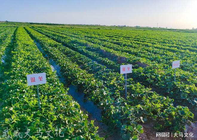 Cao榴2024最新地址一,科技前沿产品体验与重塑生活的探索