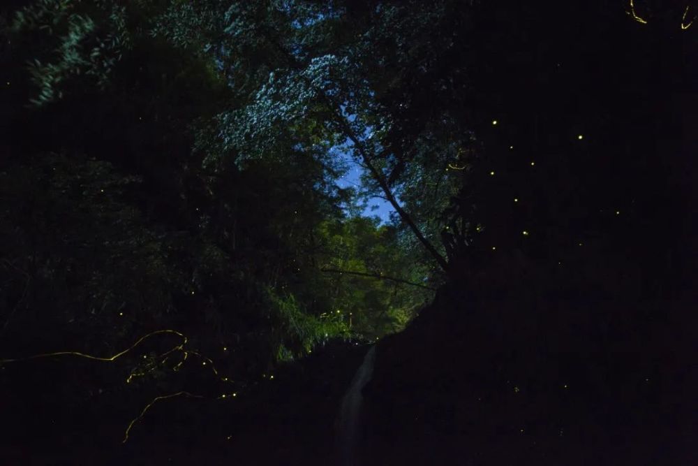 7777788888精准跑狗图特色,行动规划执行_FVM50.141赛博版