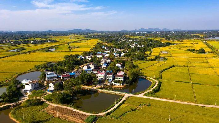 枞阳县横埠镇最新动态,观点阐述与分析