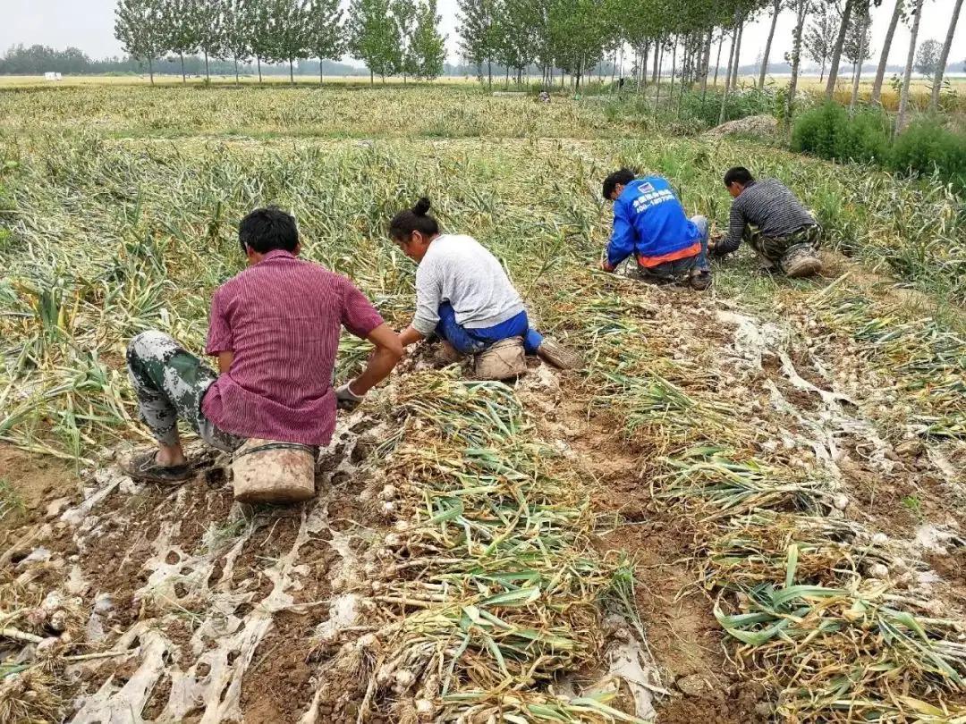 金乡大蒜2024年最新行情，科技驱动，蒜价展现新风