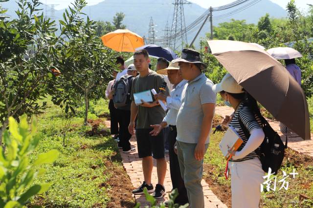 兴宁罗岗镇最新动态报道,最新新闻更新