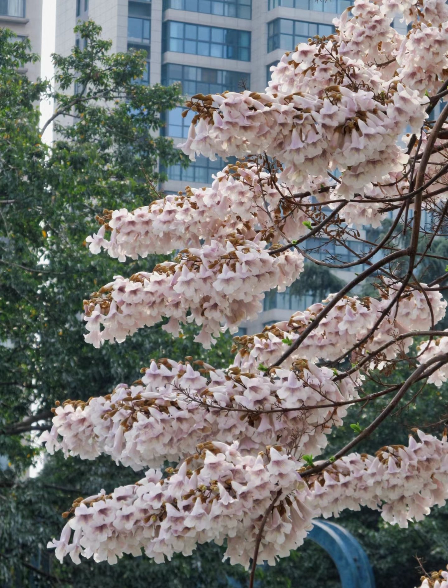 郑州梧桐花语最新动态，自然美景之旅，探寻内心的平和宁静
