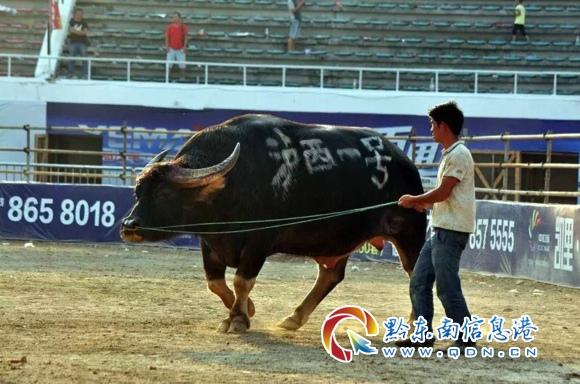 泸西一号牛王，科技引领发展，最新动态揭示未来趋势