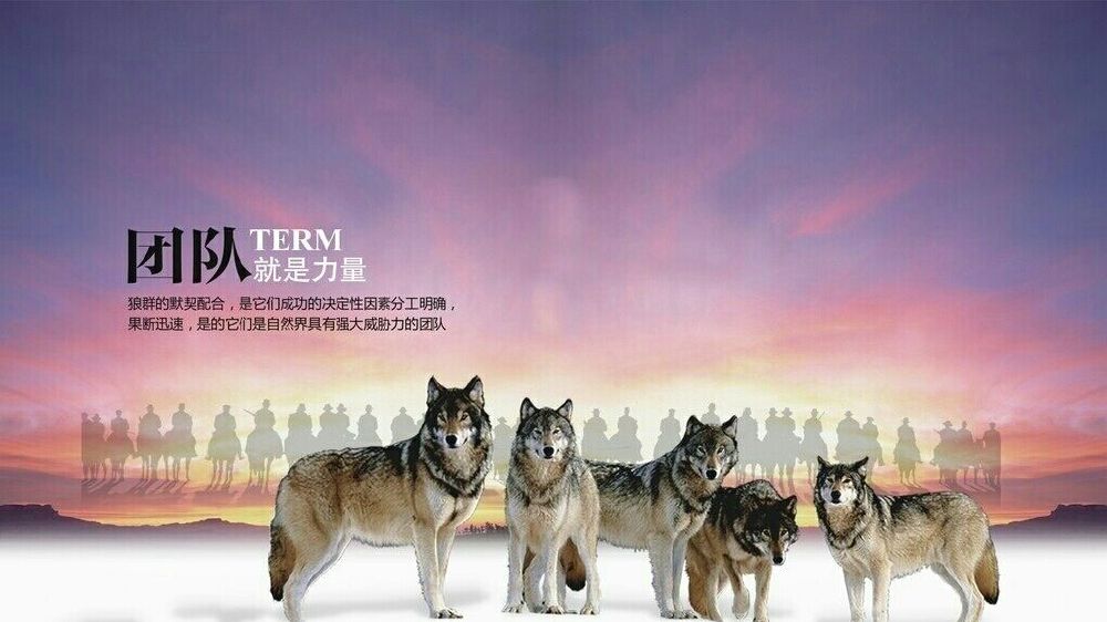 新澳战狼团队资料,创新策略设计_TGC38.111百搭版