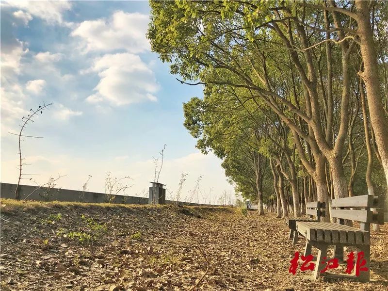 松南郊野公园最新动态,时代绿色印记的展现