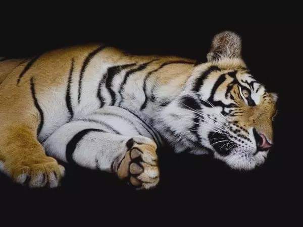 2024年白老虎免费公开,高度协调实施_RVX93.867黑科技版