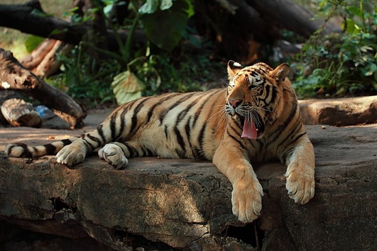 白老虎新澳门2024年1月9日,实时更新解释介绍_EBW41.854启动版