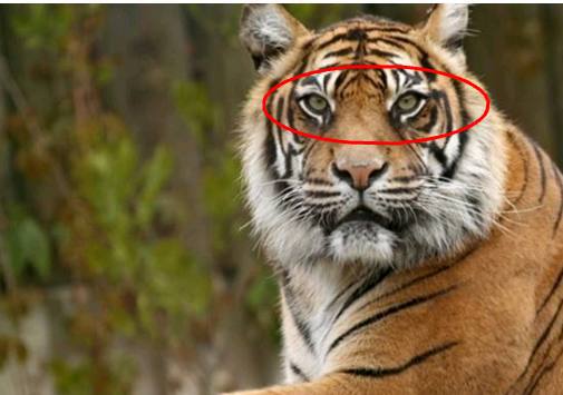 白老虎新澳门2024年1月9日,实时更新解释介绍_EBW41.854启动版