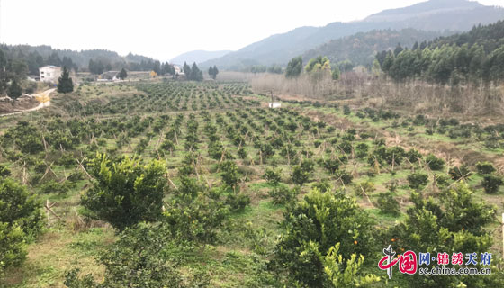 阆中柏垭最新进展更新,最新动态揭秘