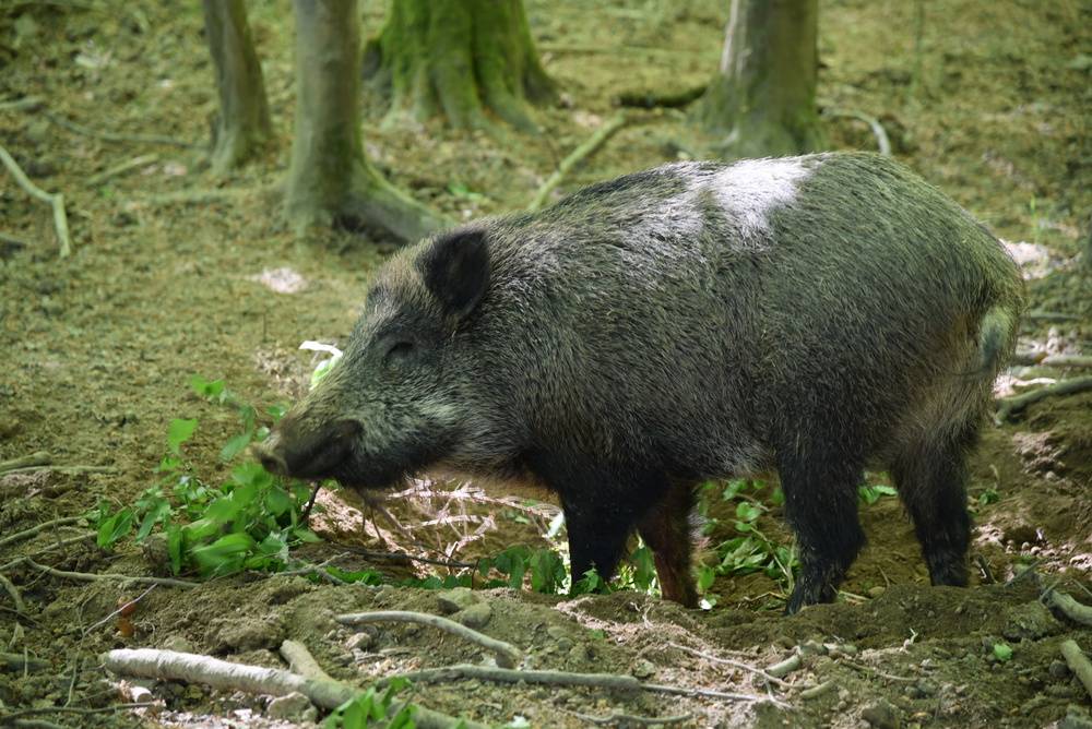 池州一高校内惊现狂奔野猪,机制评估方案_VZY41.658轻奢版