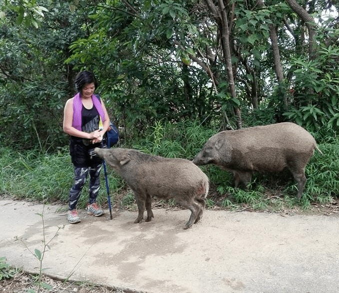 池州一高校内惊现狂奔野猪,机制评估方案_VZY41.658轻奢版