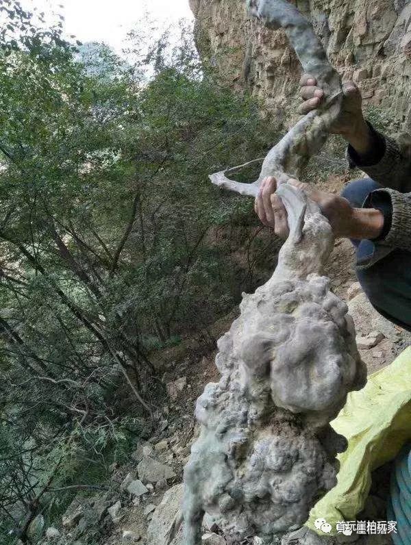 太行山崖柏探寻之旅,揭开古老植物的神秘面纱最新消息