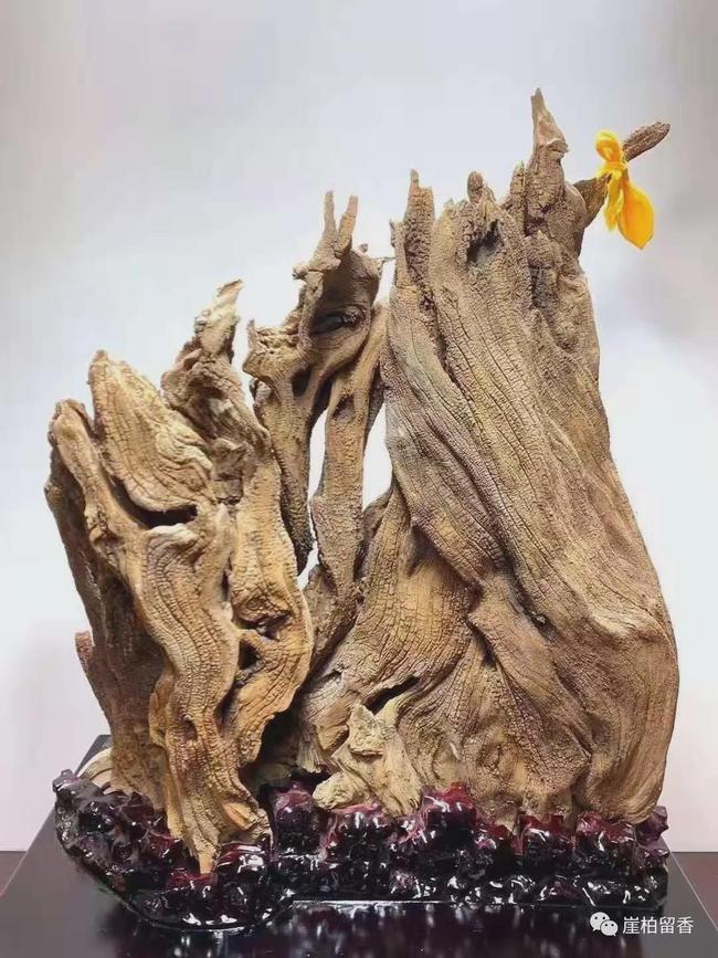 太行山崖柏探寻之旅,揭开古老植物的神秘面纱最新消息