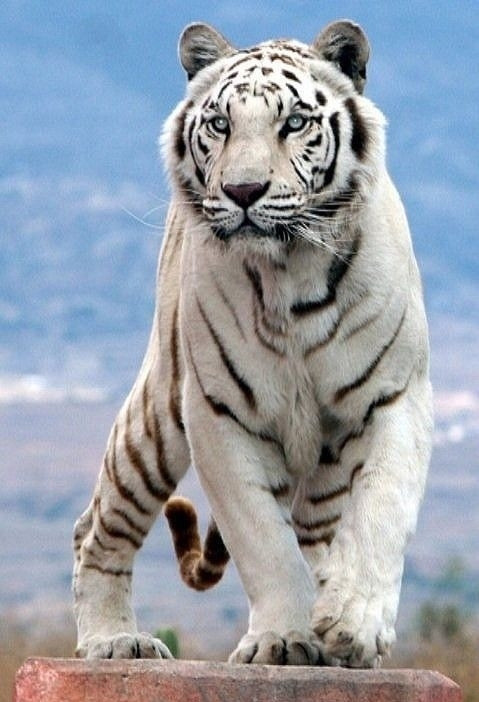 白老虎版玄机资料大全免费,策略调整改进_GTN23.554增强版