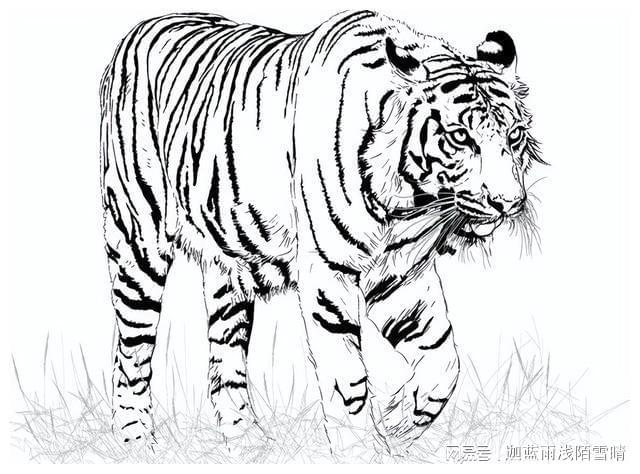 白老虎版玄机资料大全免费,策略调整改进_GTN23.554增强版