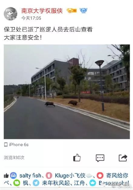 池州一高校内惊现狂奔野猪,高速应对逻辑_RSH23.208多元文化版