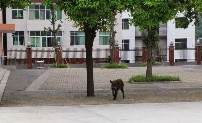 池州一高校内惊现狂奔野猪,高速应对逻辑_RSH23.208多元文化版