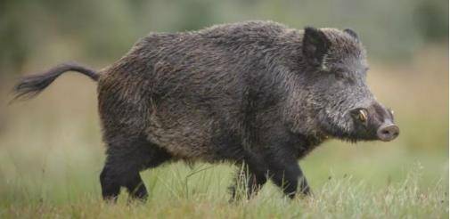 池州一高校内惊现狂奔野猪,高速应对逻辑_RSH23.208多元文化版