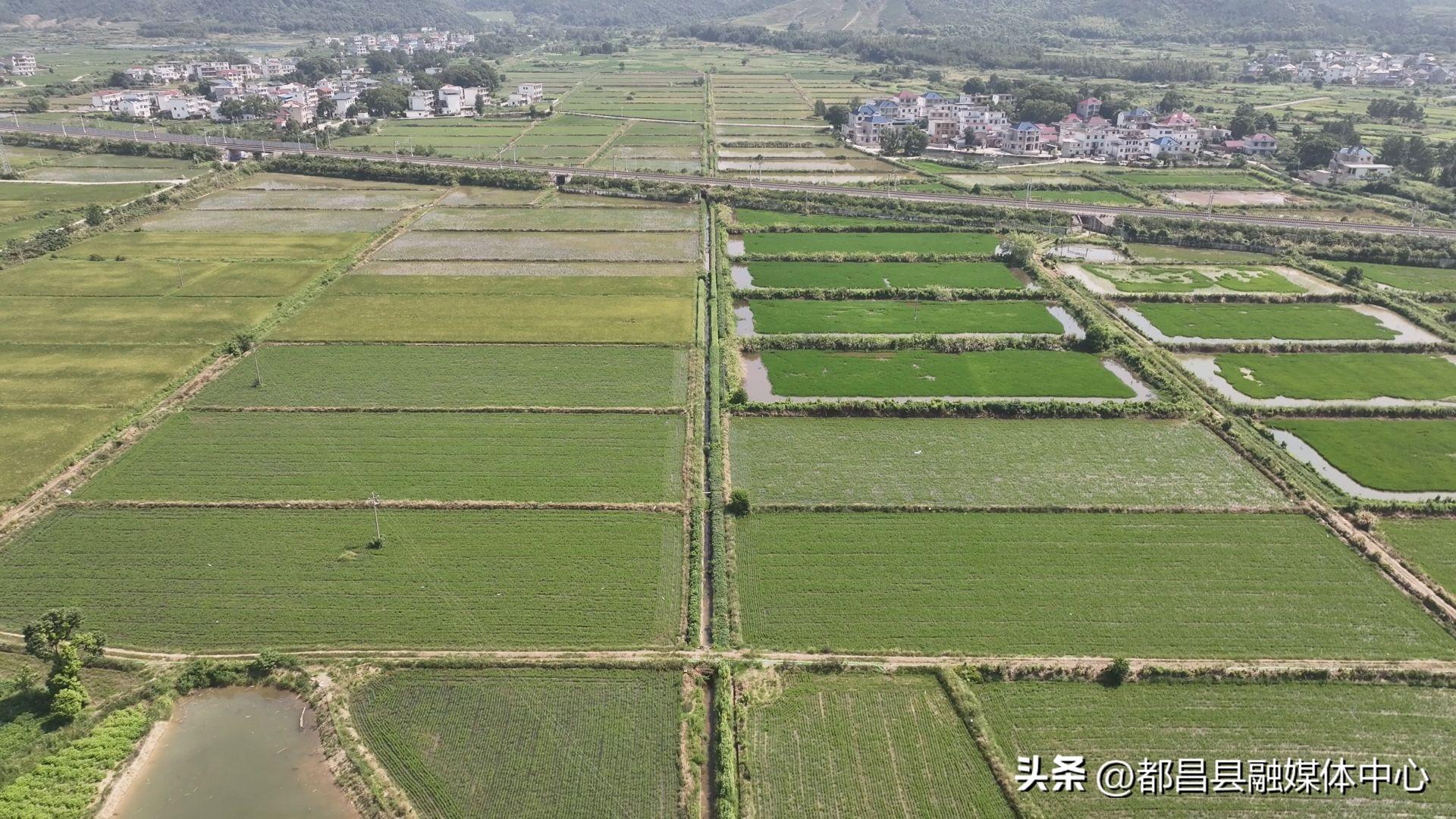 金光佛4949免费资料,稳固执行方案计划_IMX41.961先锋版