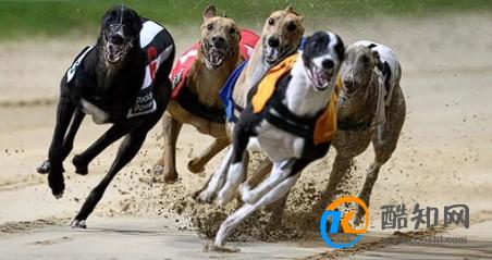 澳门跑狗,持续性实施方案_GKL97.356家庭影院版