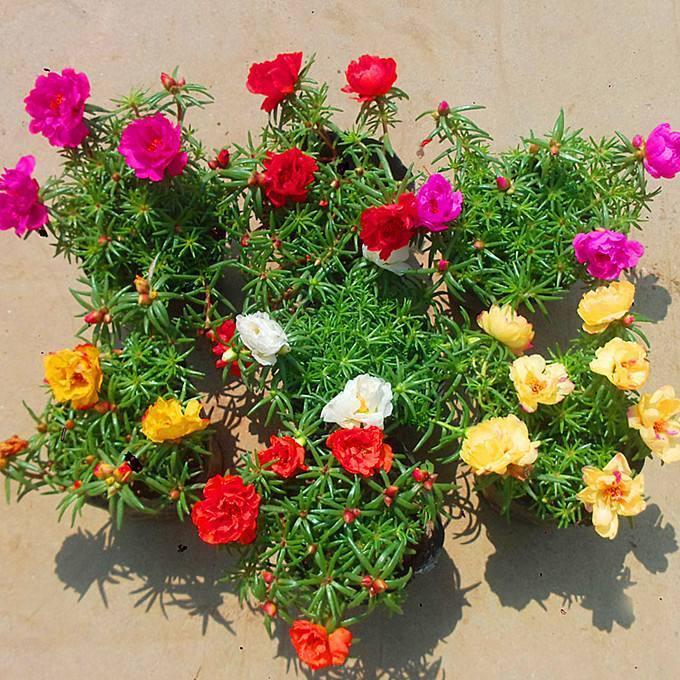 野花鲁最新地址网,探索学习变化的力量,发掘自信与成就感的源泉