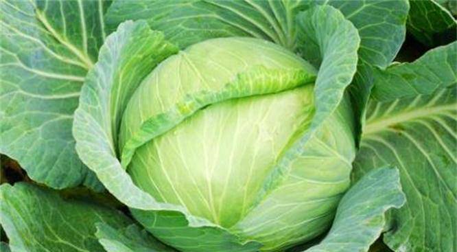 圆白菜最新价格行情,一场绿色之旅探寻内心平静