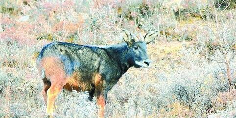 四不像正版免费资料查询,科学解说指法律_HGW83.476百搭版