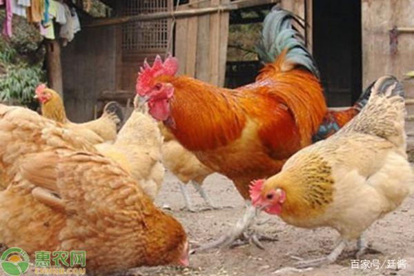 四川鸡最新行情揭秘,价格动态与小巷深处的鸡香探秘