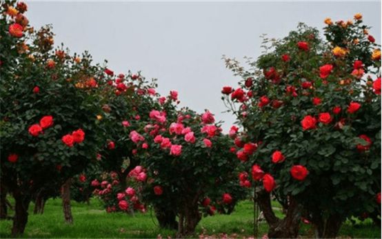 南阳月季园最新动态,自然之旅的呼唤,探寻内心宁静与平和