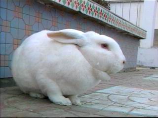 獭兔皮毛最新价格行情概览