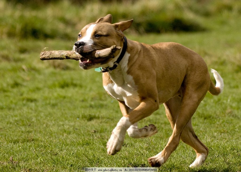 跑狗图993994高清跑狗图的安全性,具象化表达解说_时尚版93.265