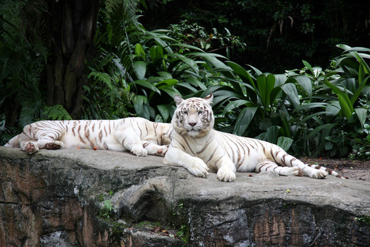 白老虎正版资料免费中,机制评估方案_习惯版24.826