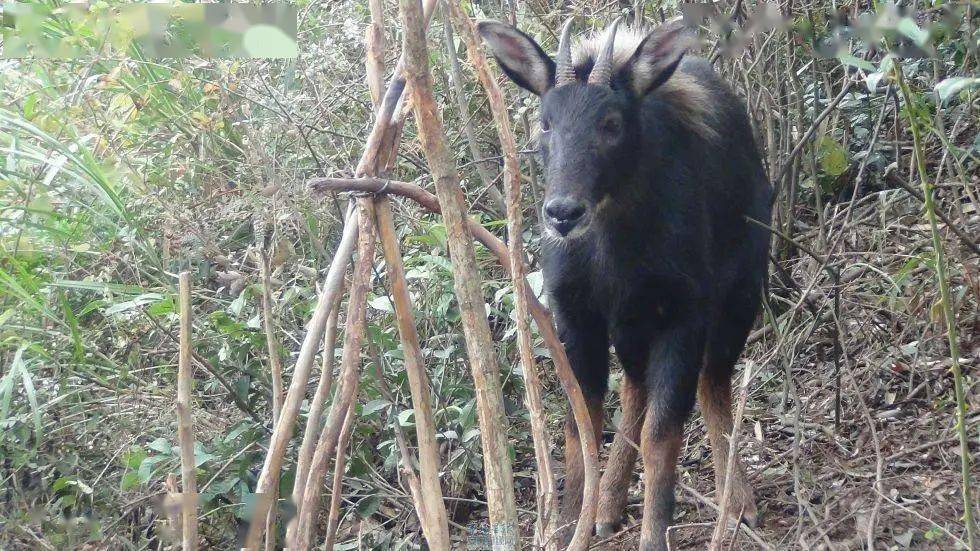 2024新版四不像图,创新策略执行_本地版89.550