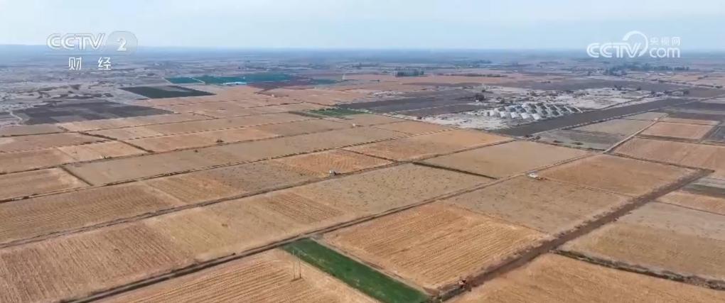 武威玉米价格最新行情及分析