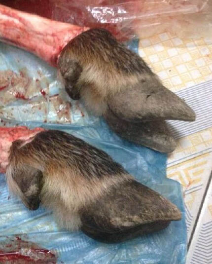 今晚四不像最准确一肖,精准解答方案详解_原型版30.643