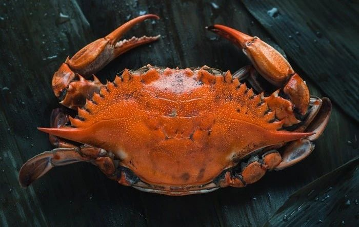 探索最新螃蟹世界的奥秘