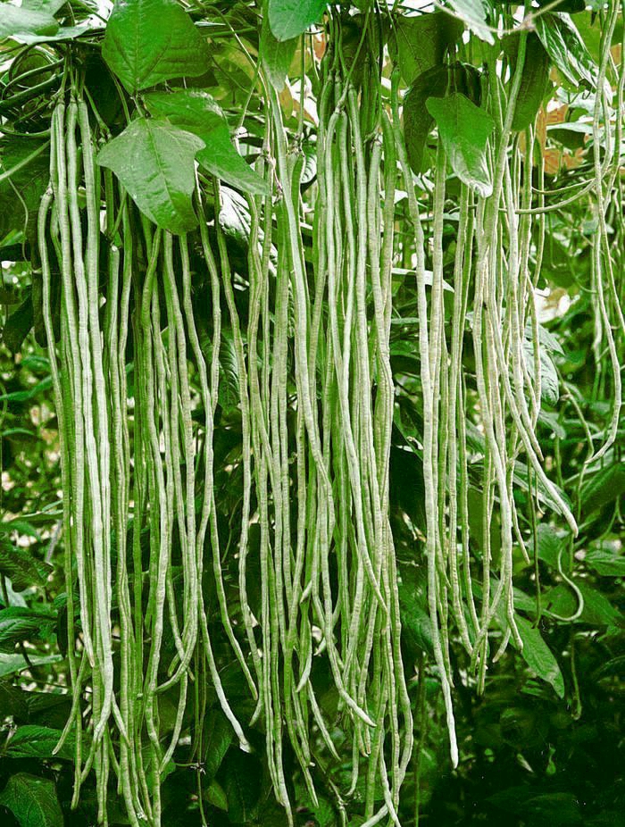 豇豆的成长之路，励志之旅启程！