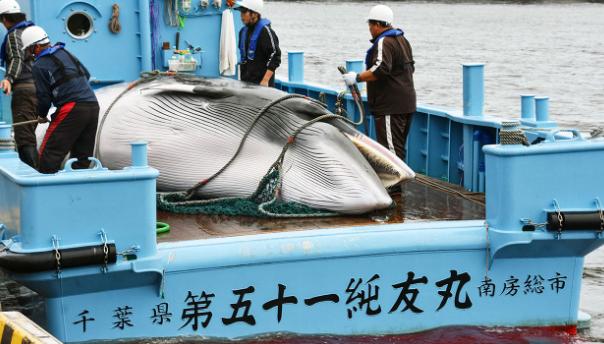 日本疫情最新动态更新,最新消息与进展