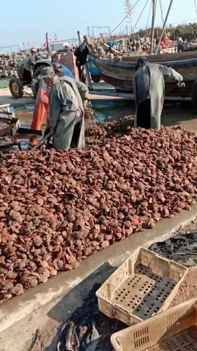 青岛疫情最新动态,大自然呼唤你,共同探寻宁静之美