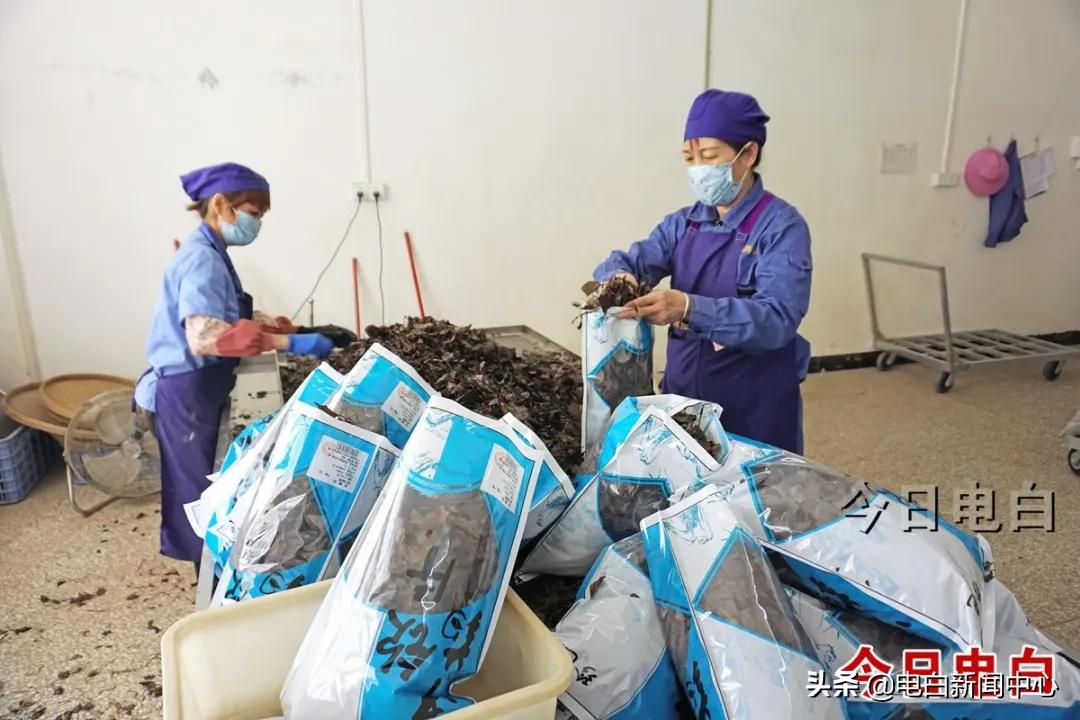 电白最新疫情实时更新与最新消息