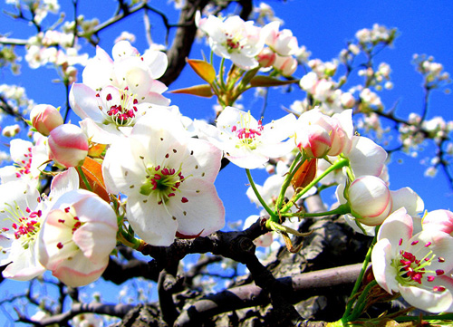 梨花属于什么生肖,高速应对逻辑_计算版21.574