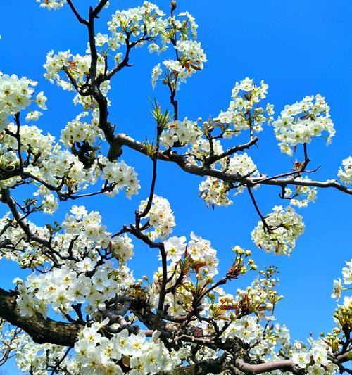 梨花属于什么生肖,高速应对逻辑_计算版21.574