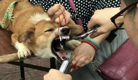 技术转让 第430页