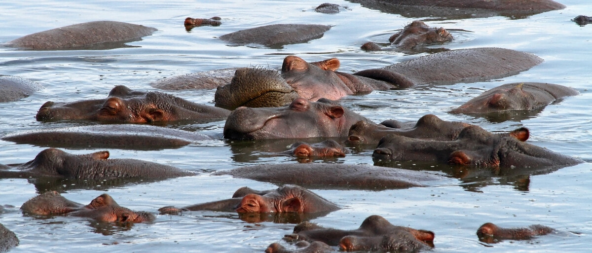 全球河马种群现状解析，最新数量与趋势分析