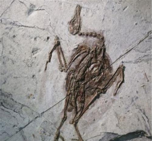 最新考古化石揭秘,古秘与家庭温暖的交织