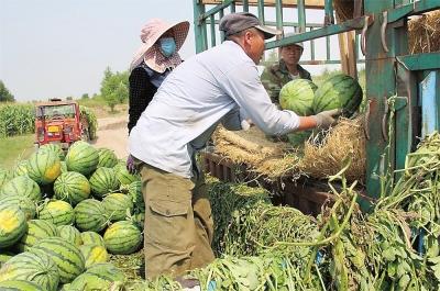西瓜滞销最新,西瓜滞销最新？别担心，来一场说走就走的自然美景之旅吧！
