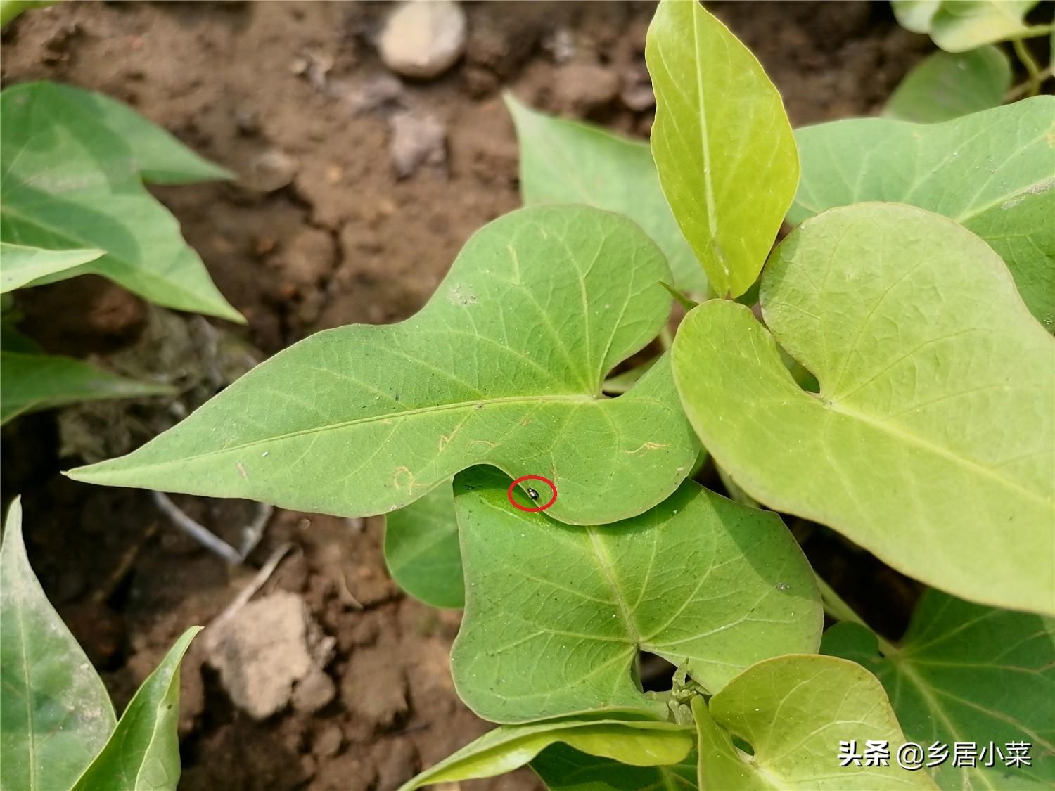 虫小虫最新任务完成与技能学习详细步骤指南
