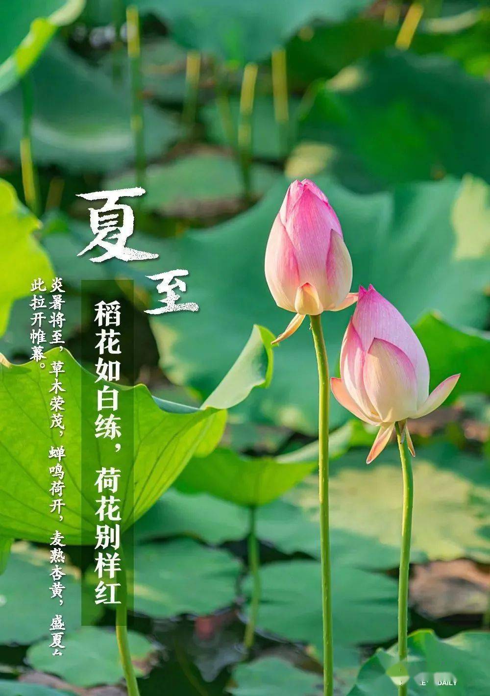 夏至日最新探寻之旅,自然美景中寻找内心平和与喜悦