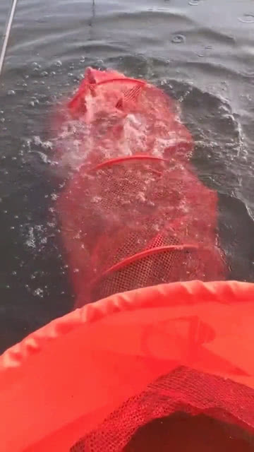 最新捕鱼渔网，捕获友情与家的温暖之网