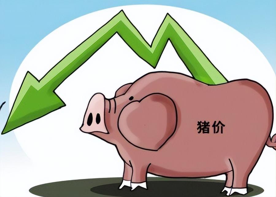 时代背景下的市场波动与影响,猪最新猪价分析
